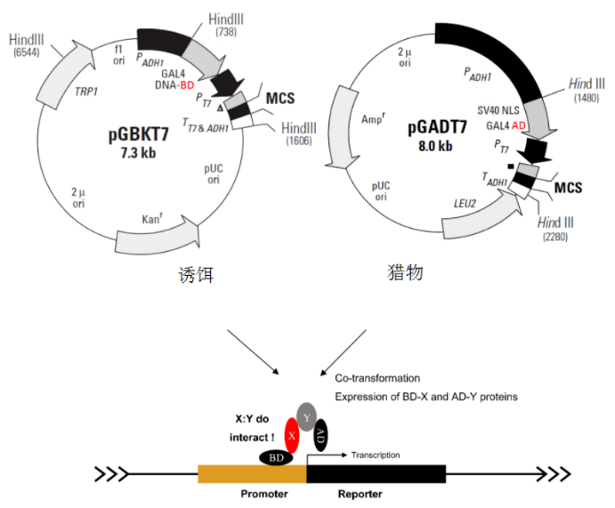 酵母雙雜交系統(tǒng)