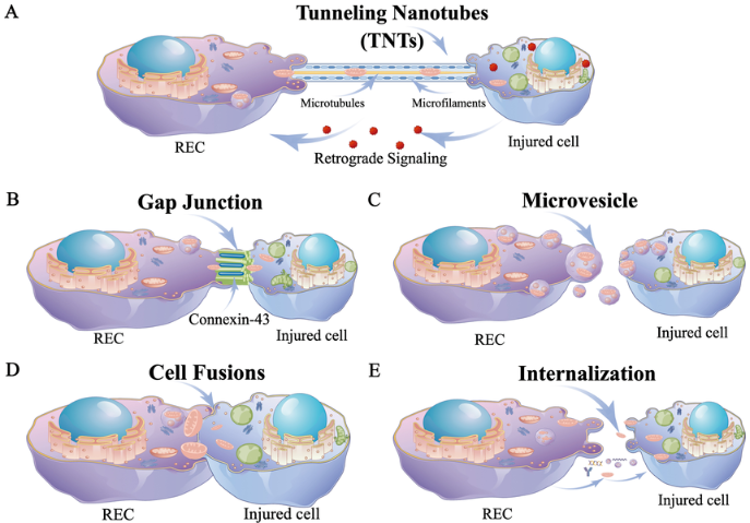 線粒體從 REC 轉(zhuǎn)移到受體細(xì)胞的路線