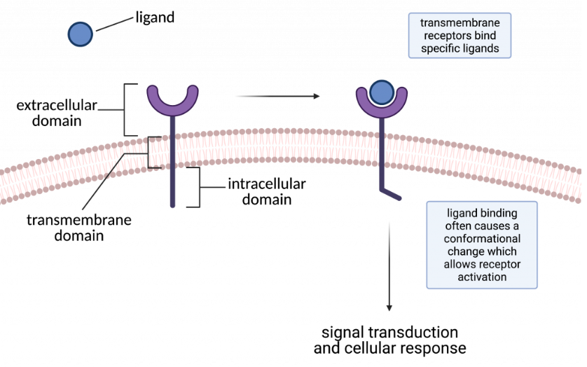 配體-受體結(jié)合