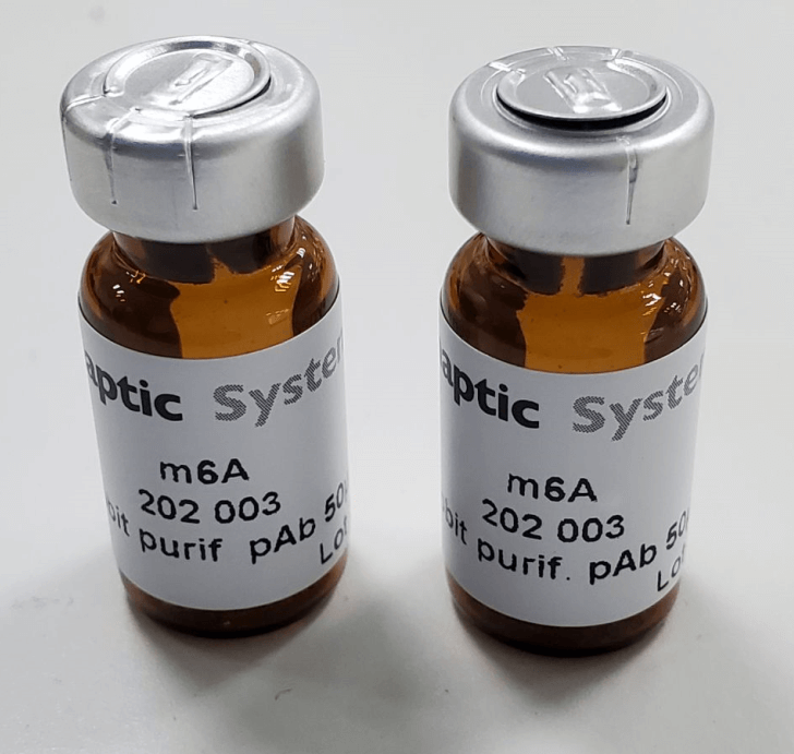 SySy m6A抗體.png
