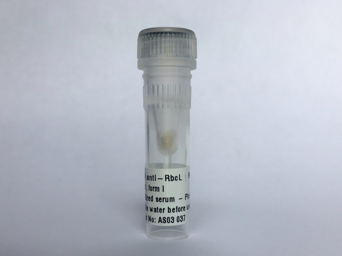 大亞基,I型 (兔多抗).png