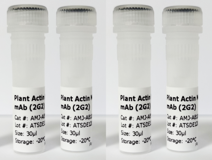 植物Actin單克隆抗體(2G2).png