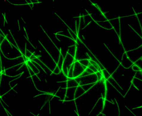 Fluorescent HiLyte 488標(biāo)記的Tubulin.png