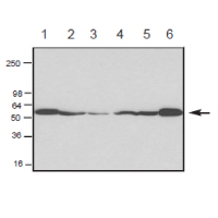 Swiss 3T3細(xì)胞WB結(jié)果圖.png