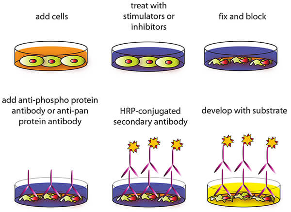 Cell-Based ELISA檢測原理