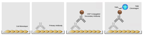 非磷酸化靶標(biāo)細(xì)胞的ELISA試劑盒方案