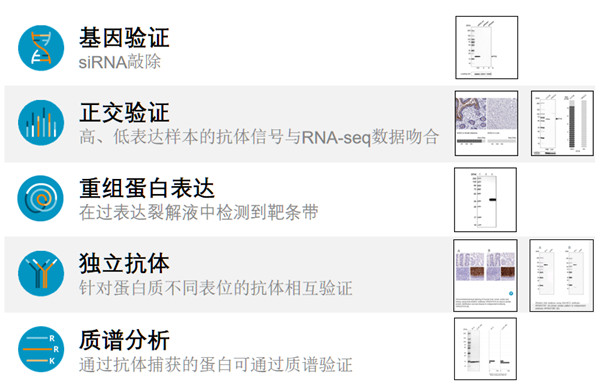 Atlas抗體驗(yàn)證
