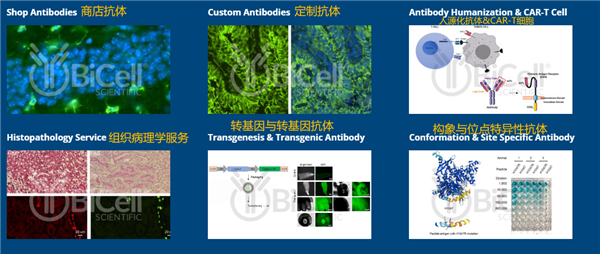 BiCell Scientific 抗體