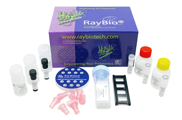 Raybiotech 蛋白芯片