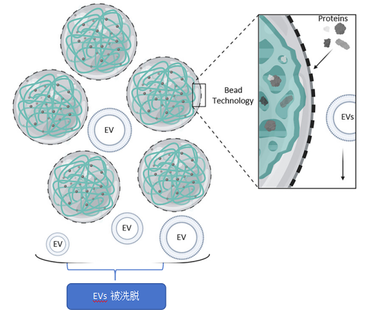 SmartSEC bead 技術(shù) 和EVs 純化機制
