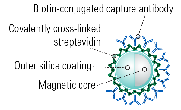 Exo-flow 磁珠示意圖