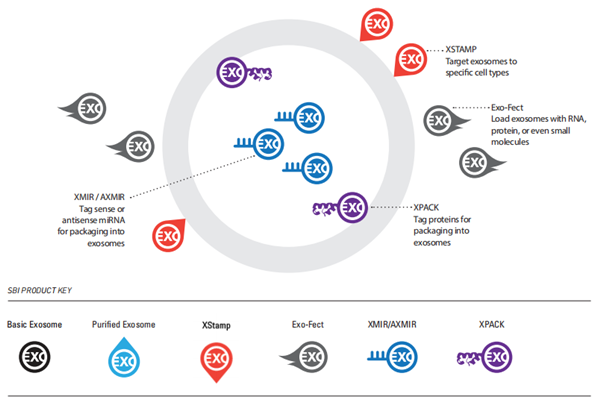 SBI 工程化外泌體工具
