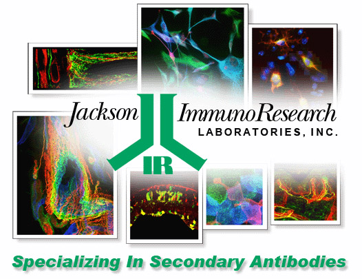 Jackson ImmunoResearch原裝進(jìn)口大包裝酶標(biāo)二抗熱銷中