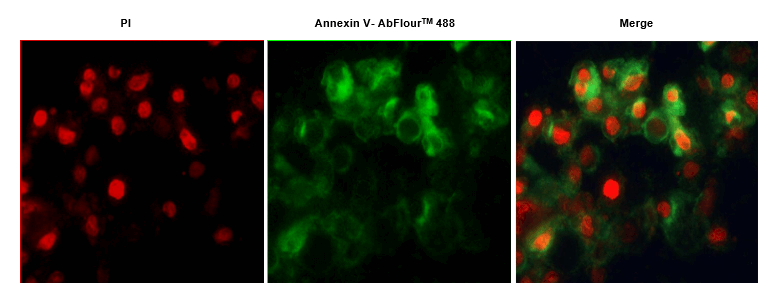 AbFluorTM染料和碘化丙啶（PI）對細(xì)胞進(jìn)行染色