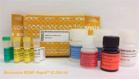 BDNF-eapid-elisa-kit.jpg