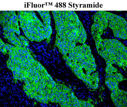 iFluor-488-Styramide.png