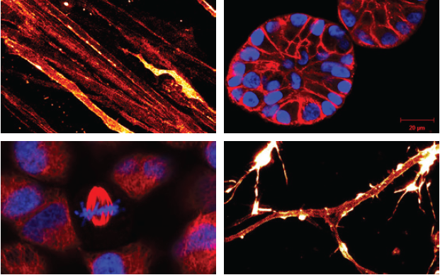 SiR和SiR700 Actin染色活細(xì)胞的Actin