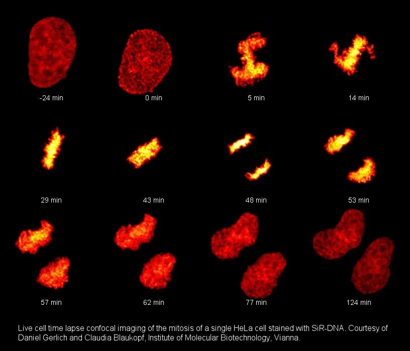 HeLa細(xì)胞有絲分裂延時(shí)成像