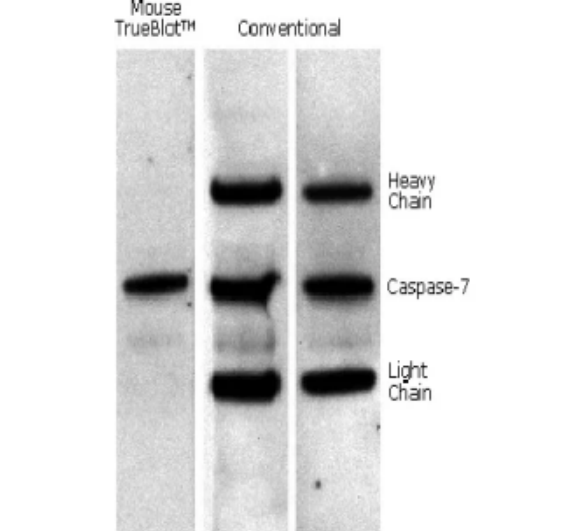 Mouse TrueBlot IP瓊脂糖珠VS傳統(tǒng)IP磁珠