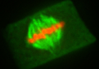 擬南芥有絲分裂中期IF