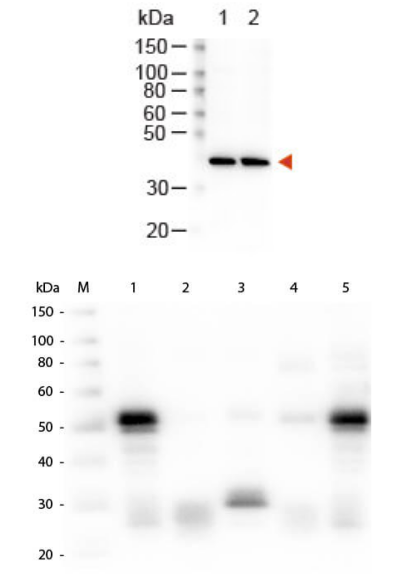 Rockland部分熱賣二抗實驗結(jié)果