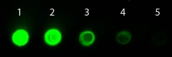 DyLight? 800標記的山羊抗兔