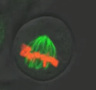 細胞組分成像結(jié)果展示