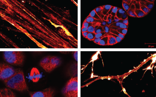 SiR和SiR700 Actin染色活細胞的Actin