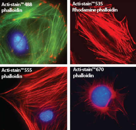 鬼筆環(huán)肽染色固定細胞F-Actin