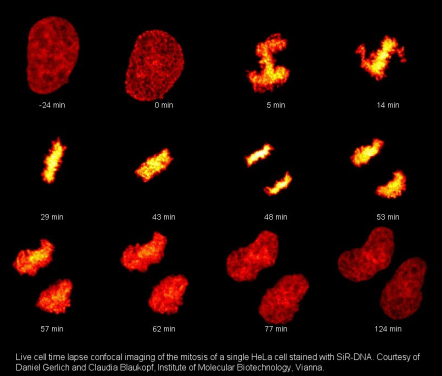 HeLa細胞有絲分裂延時成像