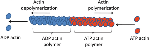 Actin產(chǎn)品線的超值促銷