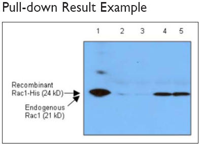 Small G Protein-1.png