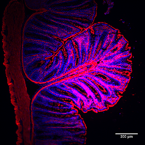用SiR-Actin（紅色）和Hoechst（藍(lán)色）染色的結(jié)腸組織切片.png