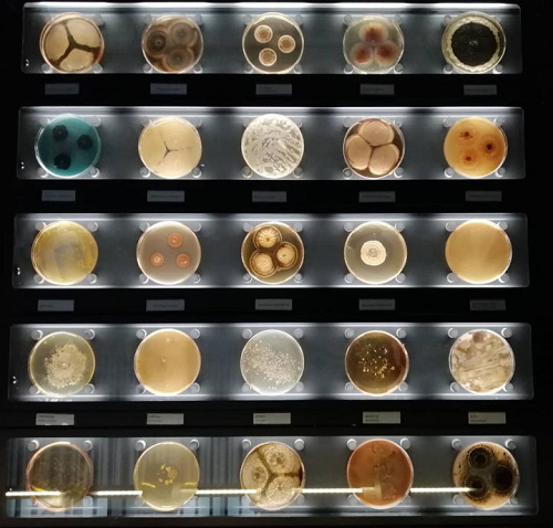 Biovision品牌常見傳染病檢測工具