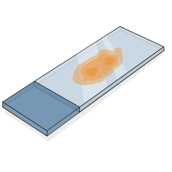 新鮮組織，冷凍／福爾馬林固定組織的
