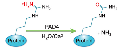 瓜氨酸化修飾過程