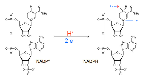 NADP、NADPH.png