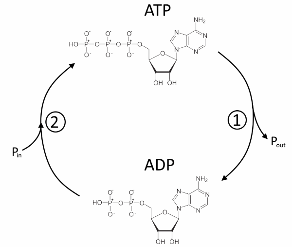 ATP、ADP.png
