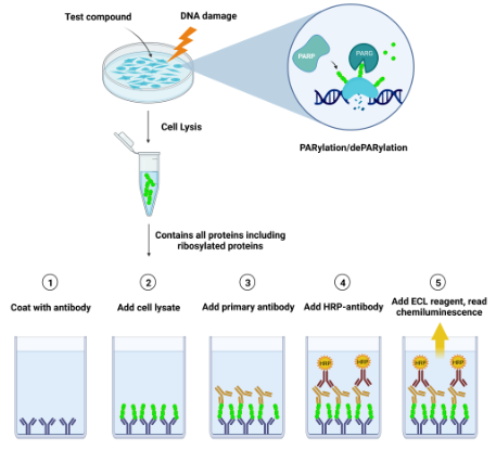 通用PAR化測定試劑盒測定原理說明