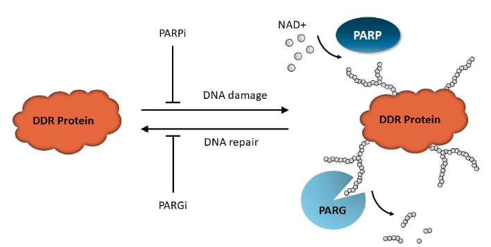 PAR化穩(wěn)態(tài)