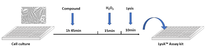 在誘導(dǎo)DNA損傷之前,用目標(biāo)化合物處理培養(yǎng)物中的細胞