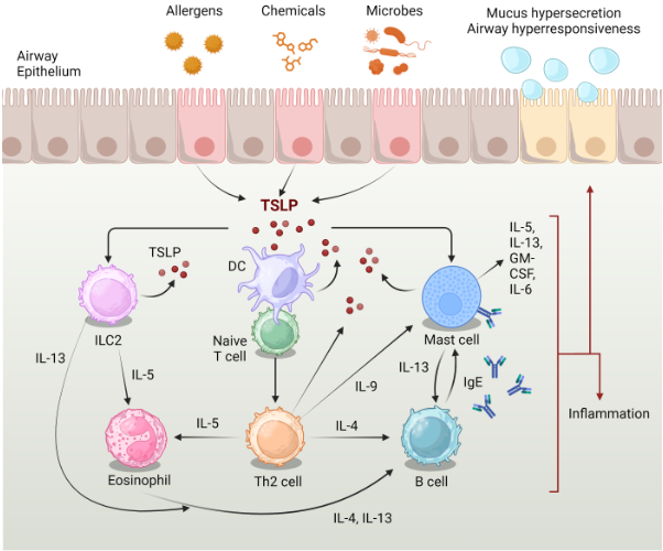 TSLP驅(qū)動(dòng)哮喘中的Th 2炎癥通路