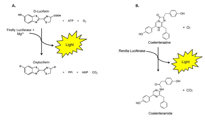 兩步熒光素酶（螢火蟲(chóng)和海腎）檢測(cè)系統(tǒng)中涉及的化學(xué)反應(yīng)