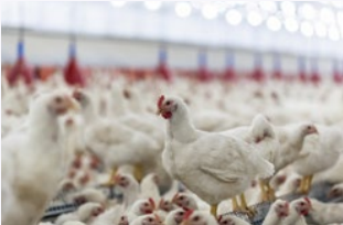 生物氣溶膠采樣器應(yīng)用