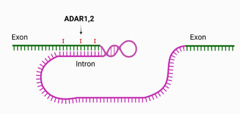通過 ADAR2 將 CAG 變?yōu)?CGG