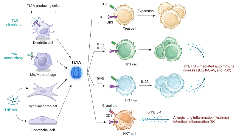 TL1A 在先天性和適應(yīng)性免疫反應(yīng)之間架起橋梁