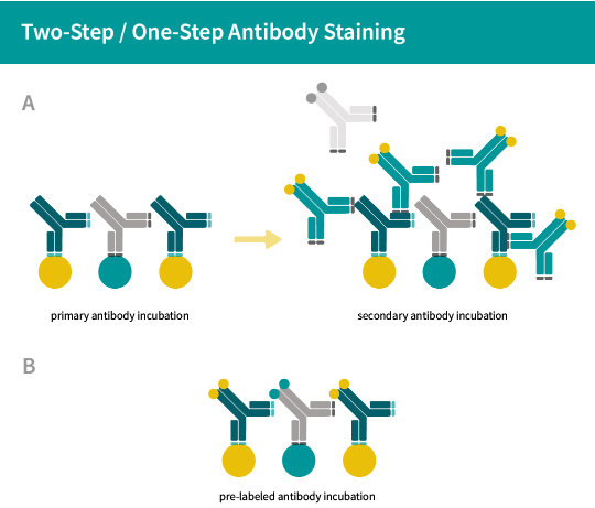 sysy 一抗的直接偶聯(lián)
