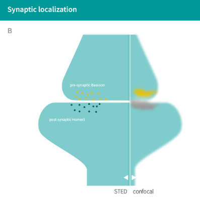 巴松管和Homer 1的突觸定位示意圖。