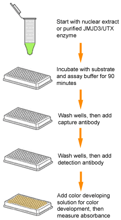 H3K27去甲基化酶檢測