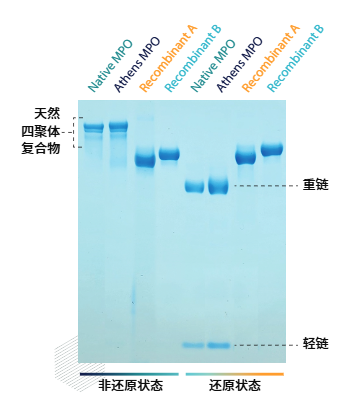 Athens MP0呈現(xiàn)出天然 MPO的標(biāo)志性四聚體復(fù)合物以及重鏈和輕鏈